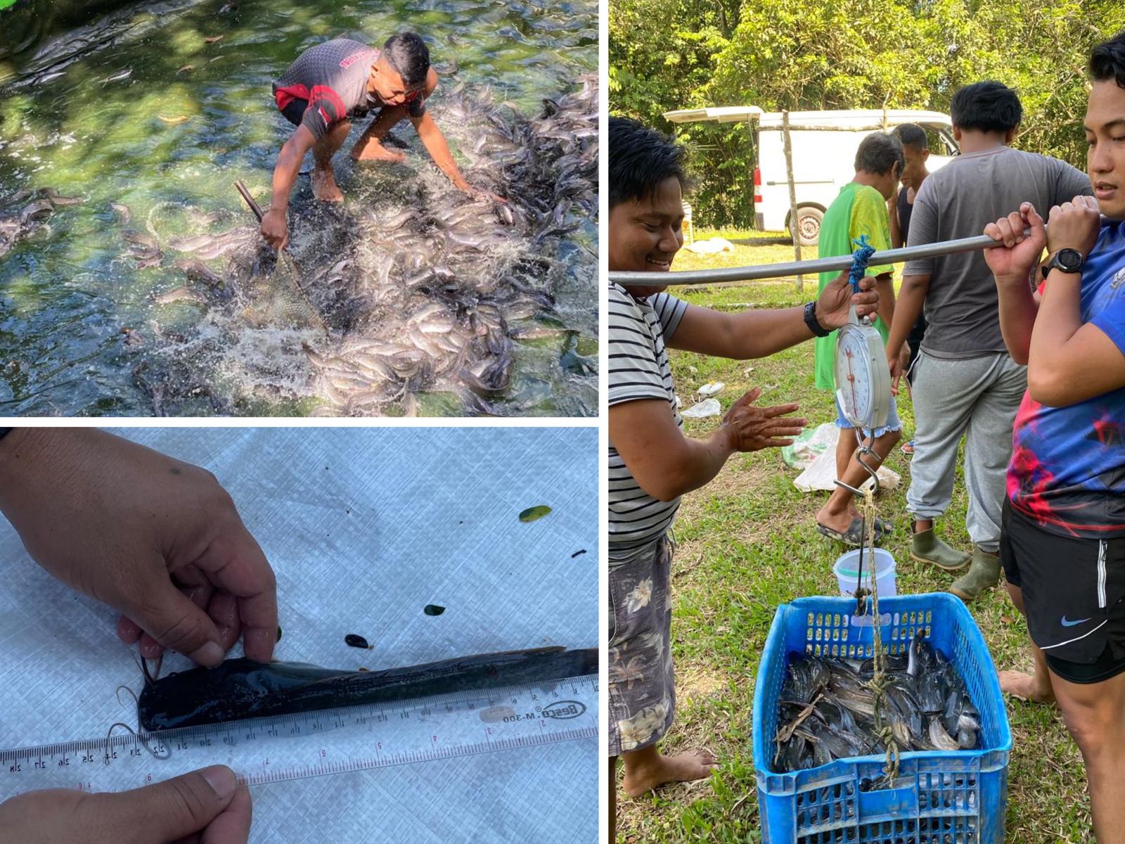 Ketahanan Pangan Budidaya Ikan Lele